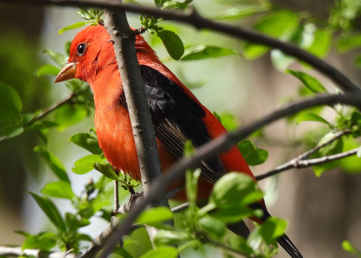 Scarlet Tanager - ML618834238