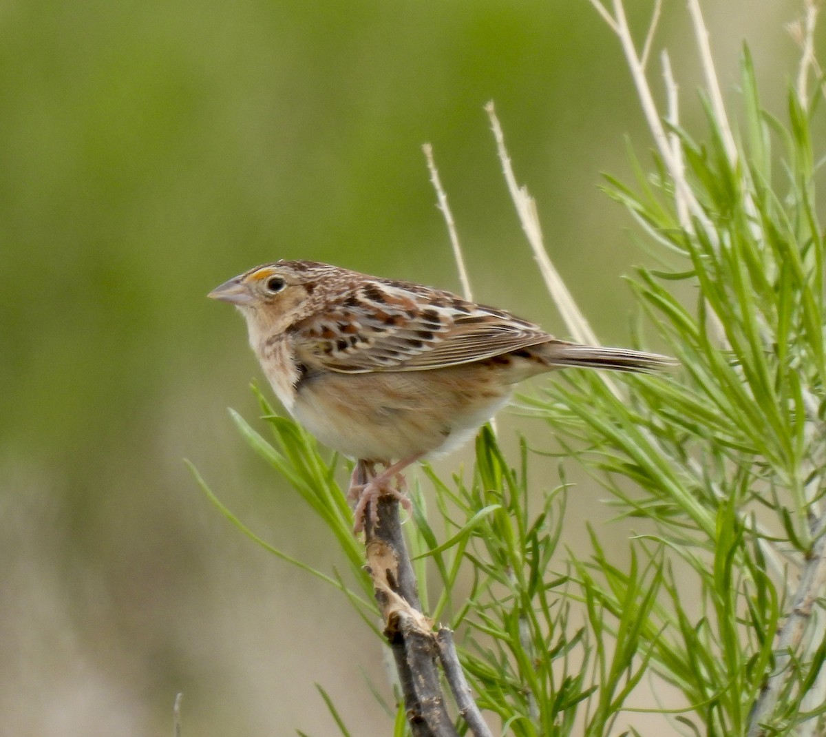 Grasshopper Sparrow - ML618834254