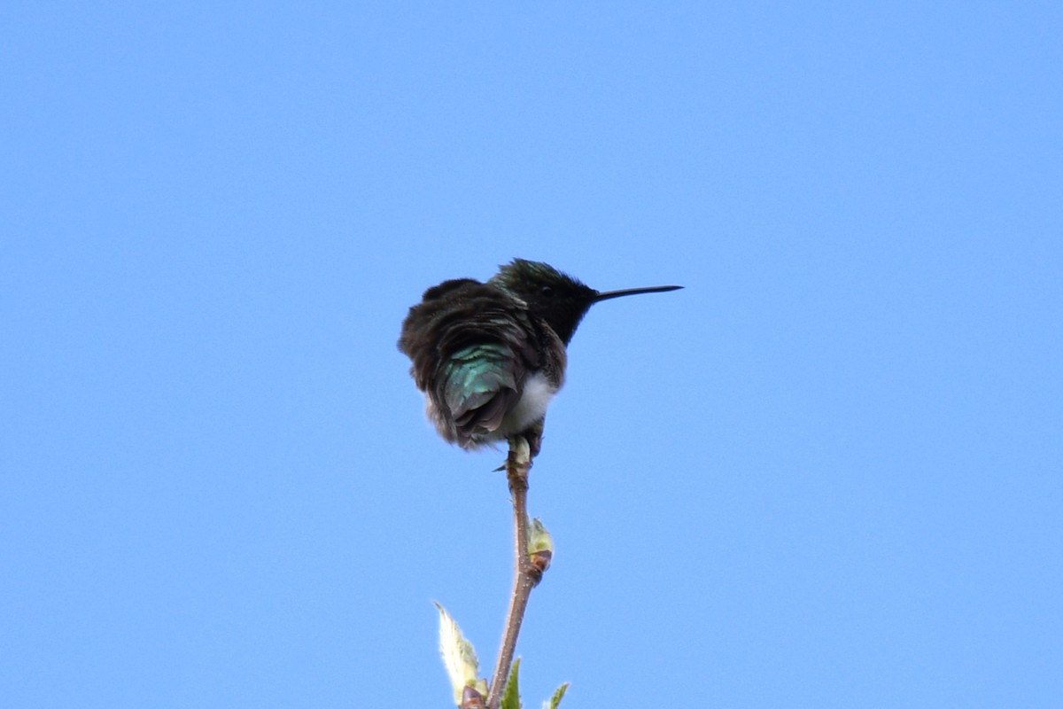 Ruby-throated Hummingbird - Samuel Guiles