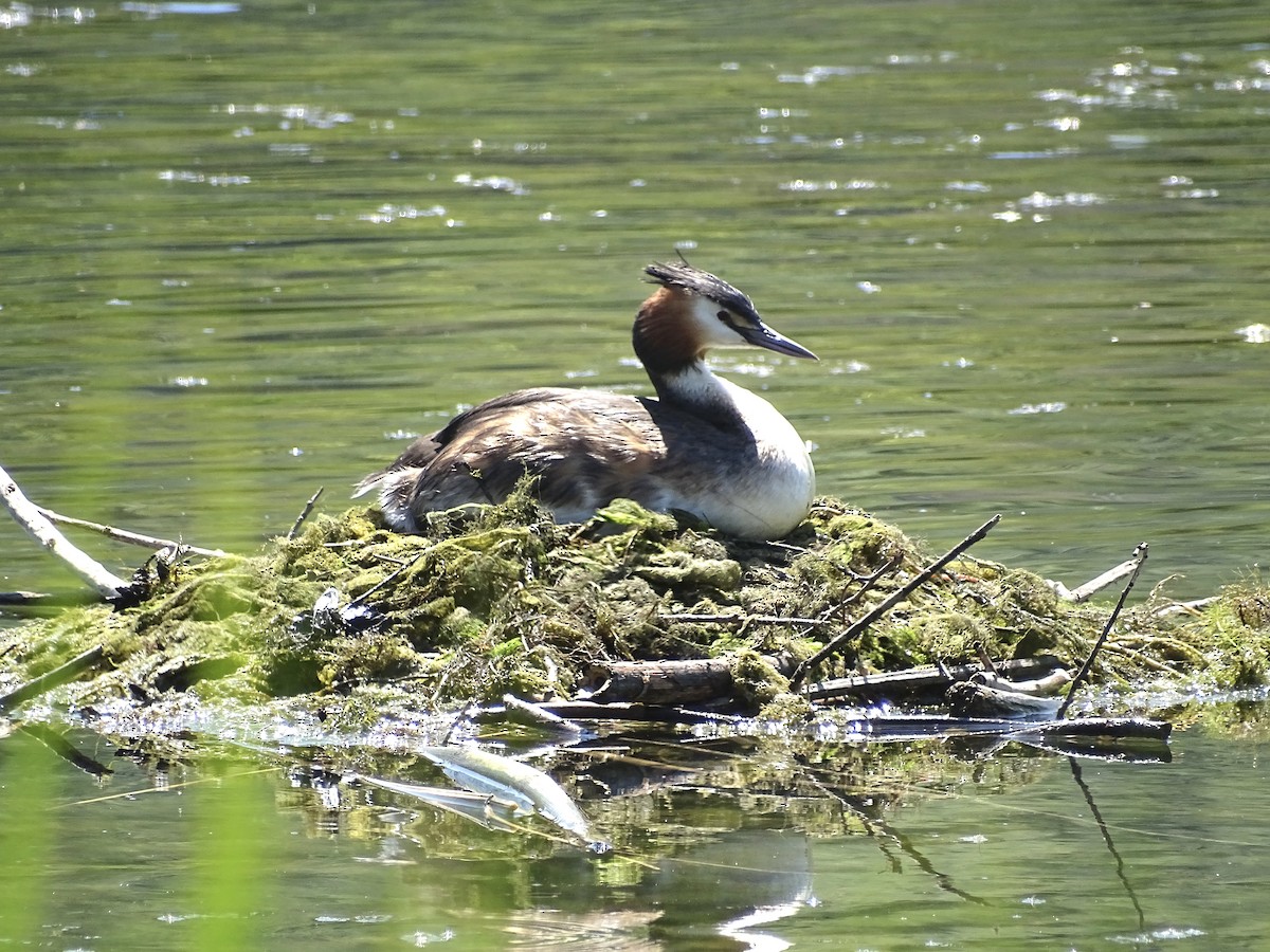 Great Crested Grebe - ML618834263