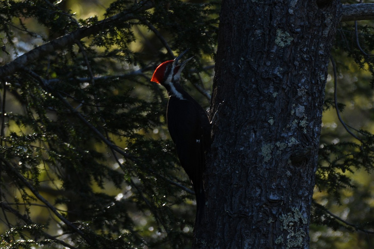 Pileated Woodpecker - Samuel Guiles