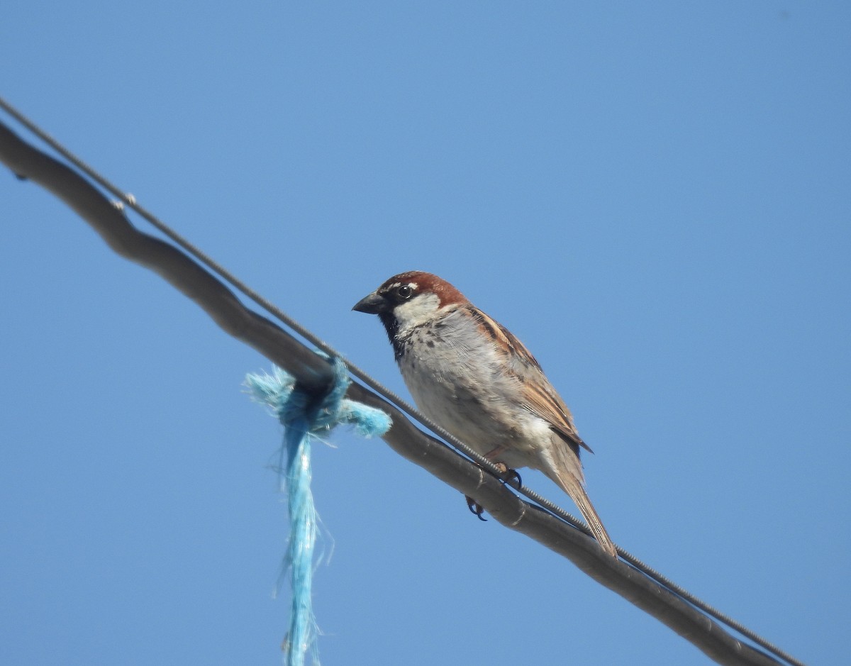 House x Spanish Sparrow (hybrid) - ML618834327