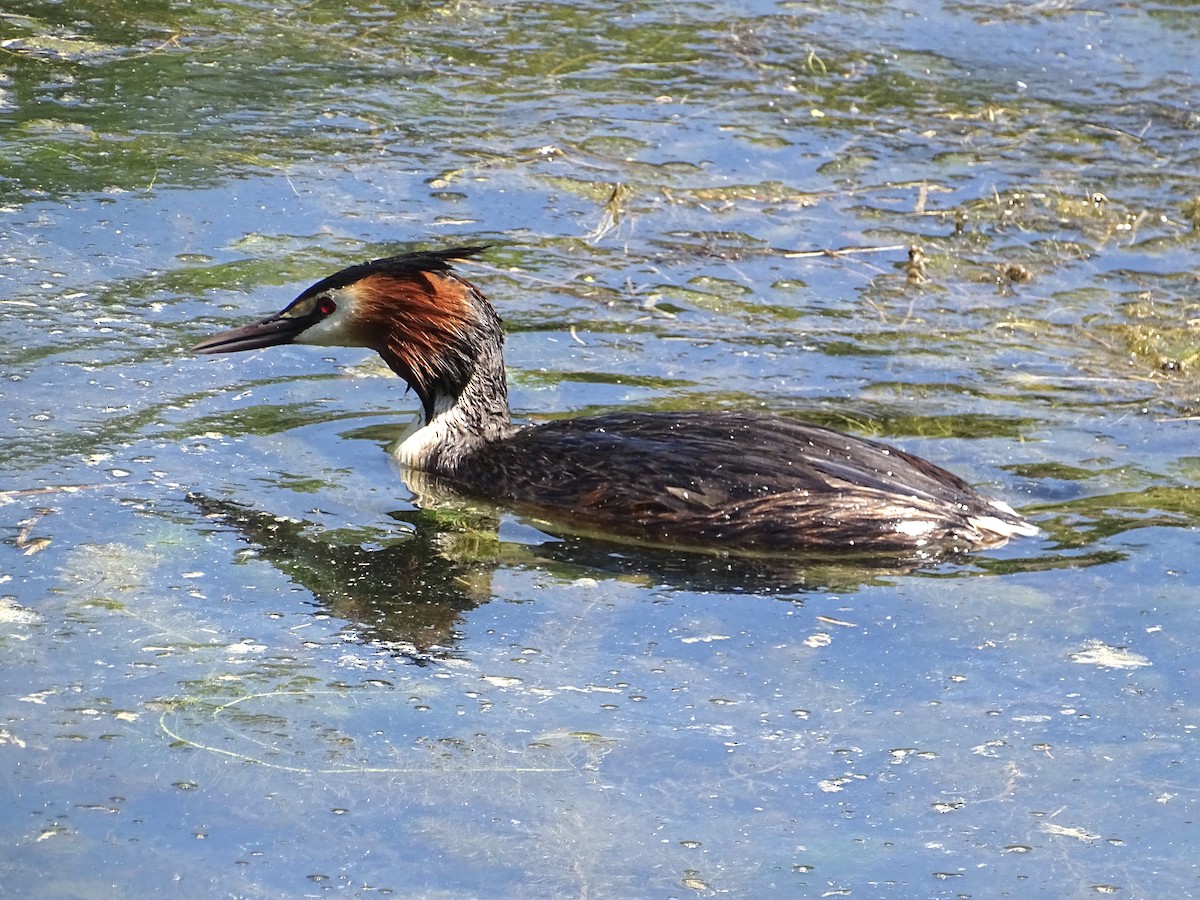 Great Crested Grebe - ML618834374