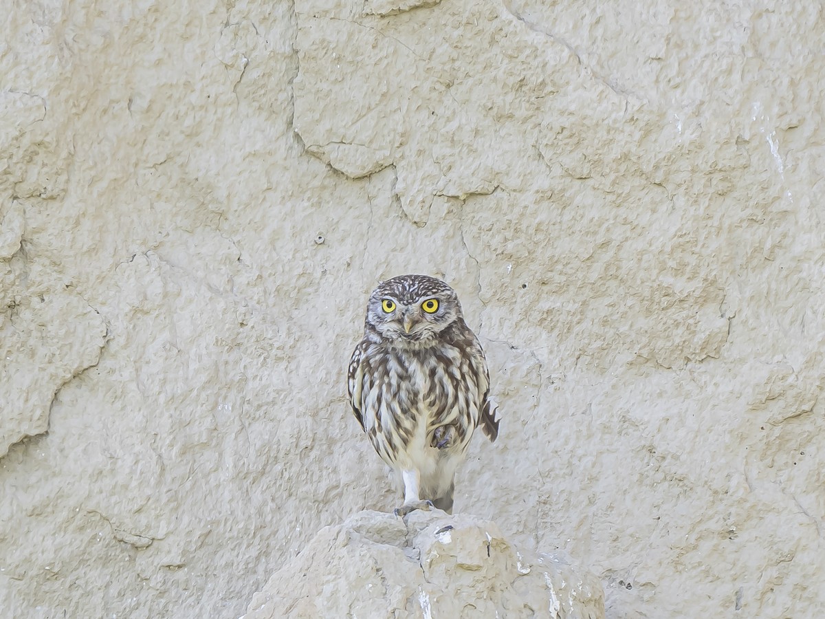 Little Owl - Dejan Sklopic