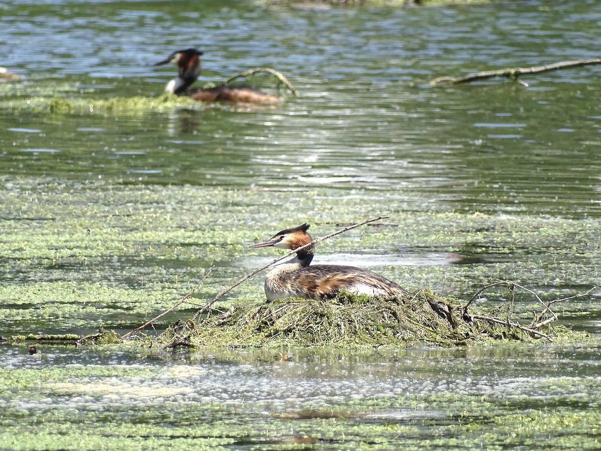 Great Crested Grebe - ML618834408