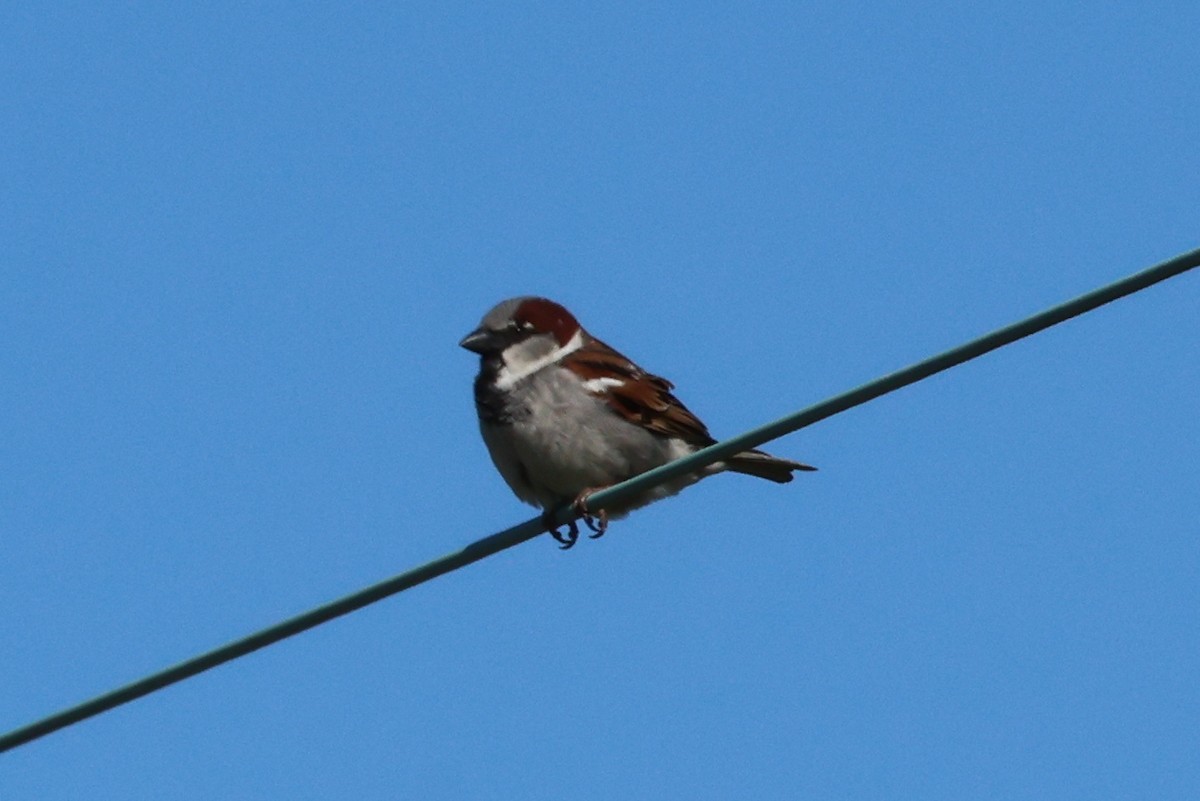 House Sparrow - Vern Bothwell