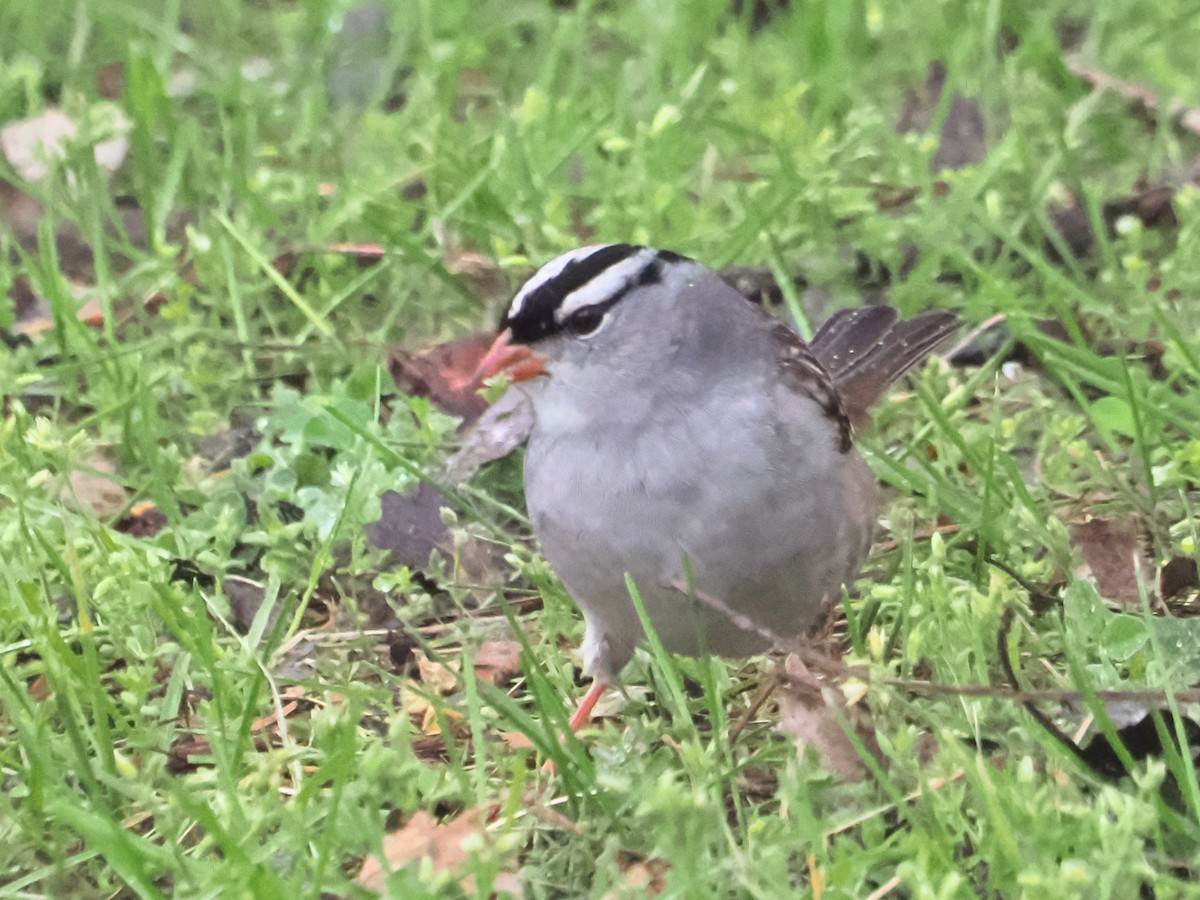 White-crowned Sparrow - John Felton