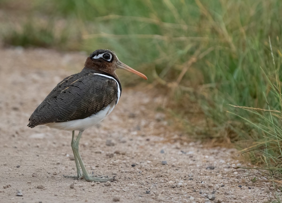 Greater Painted-Snipe - Lizabeth Southworth