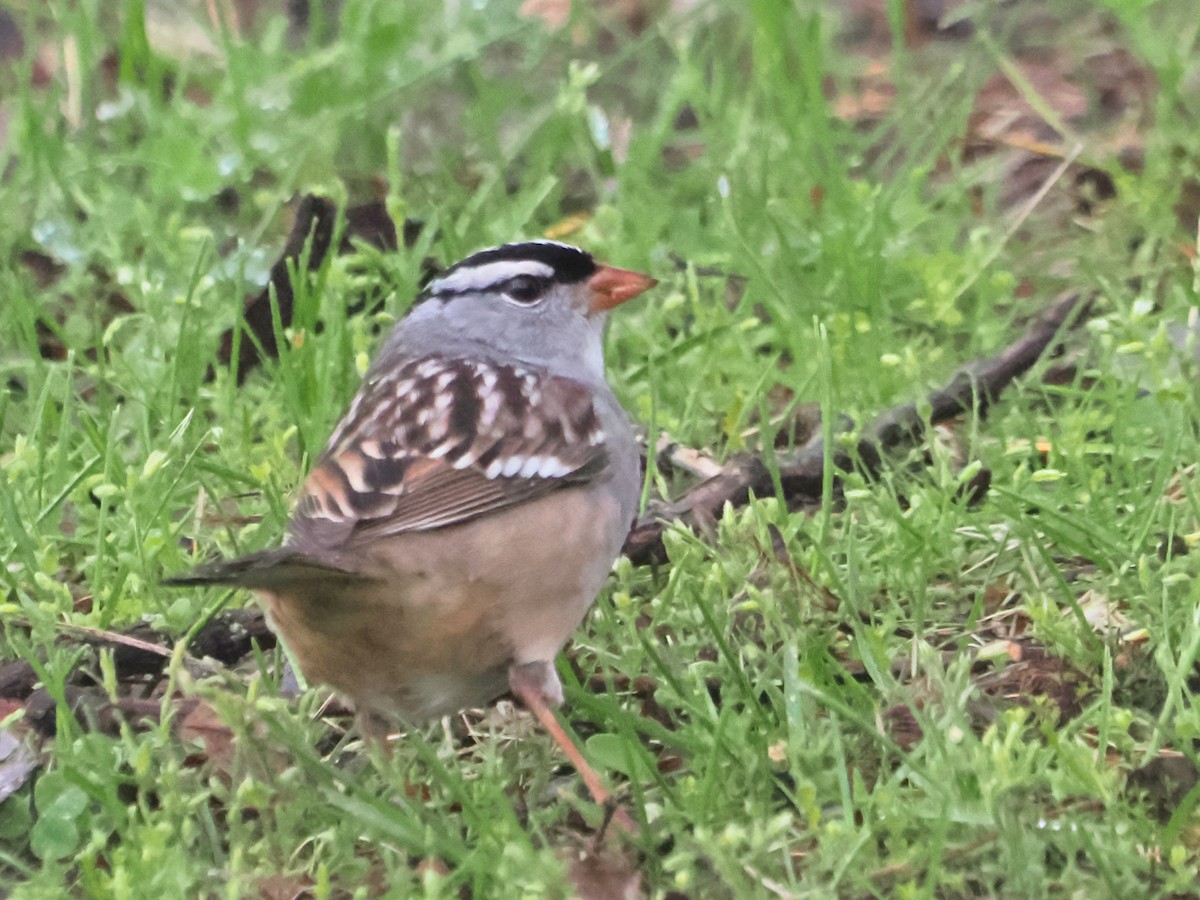 White-crowned Sparrow - ML618834455