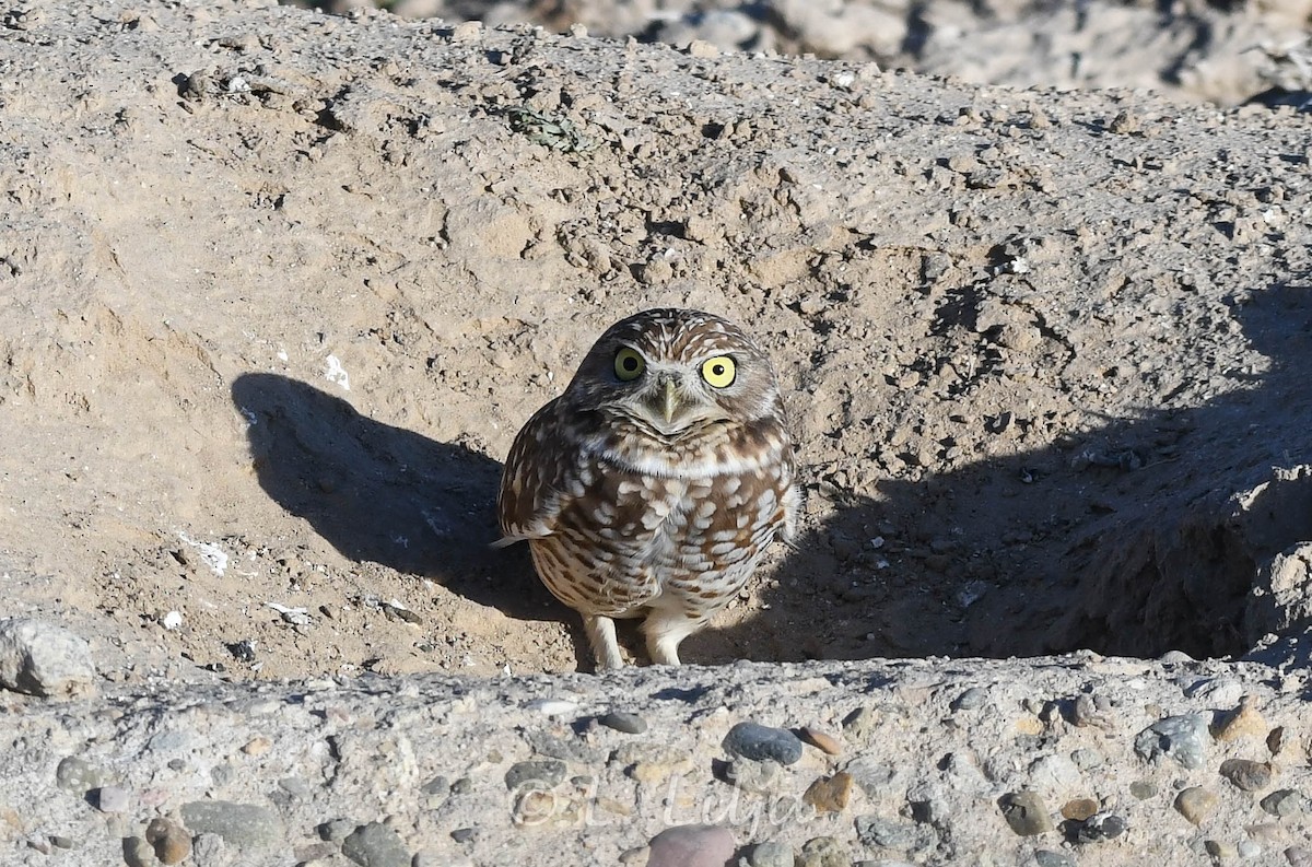 Burrowing Owl - Lorri Lilja