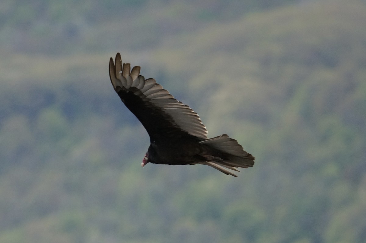 Turkey Vulture - Brian McKay