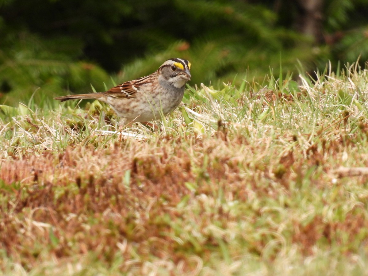 White-throated Sparrow - Donna DeJong