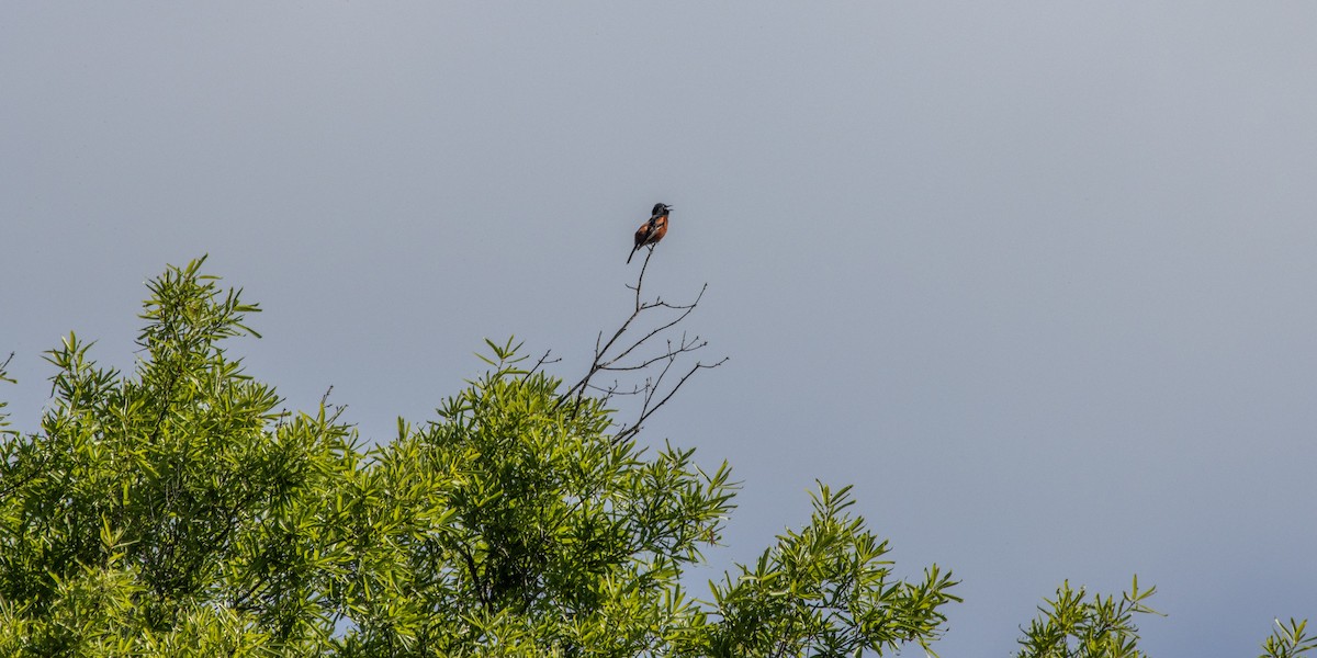 Orchard Oriole - ML618834653