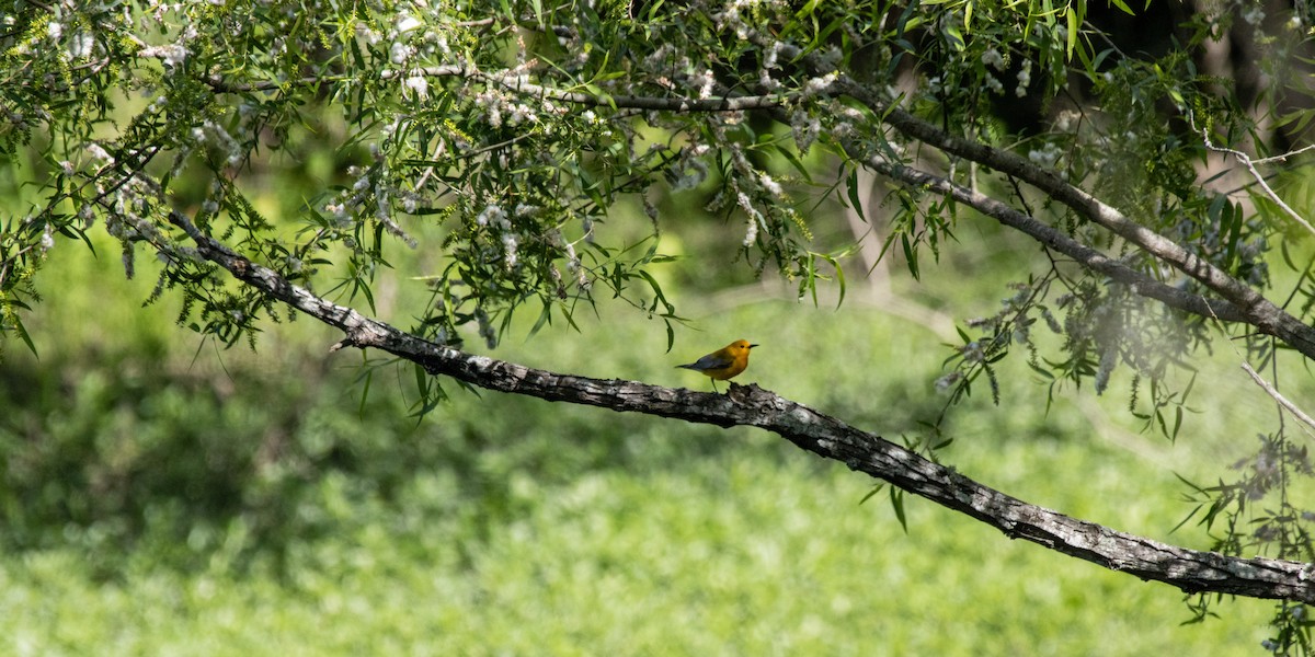 Prothonotary Warbler - Jack Duffy