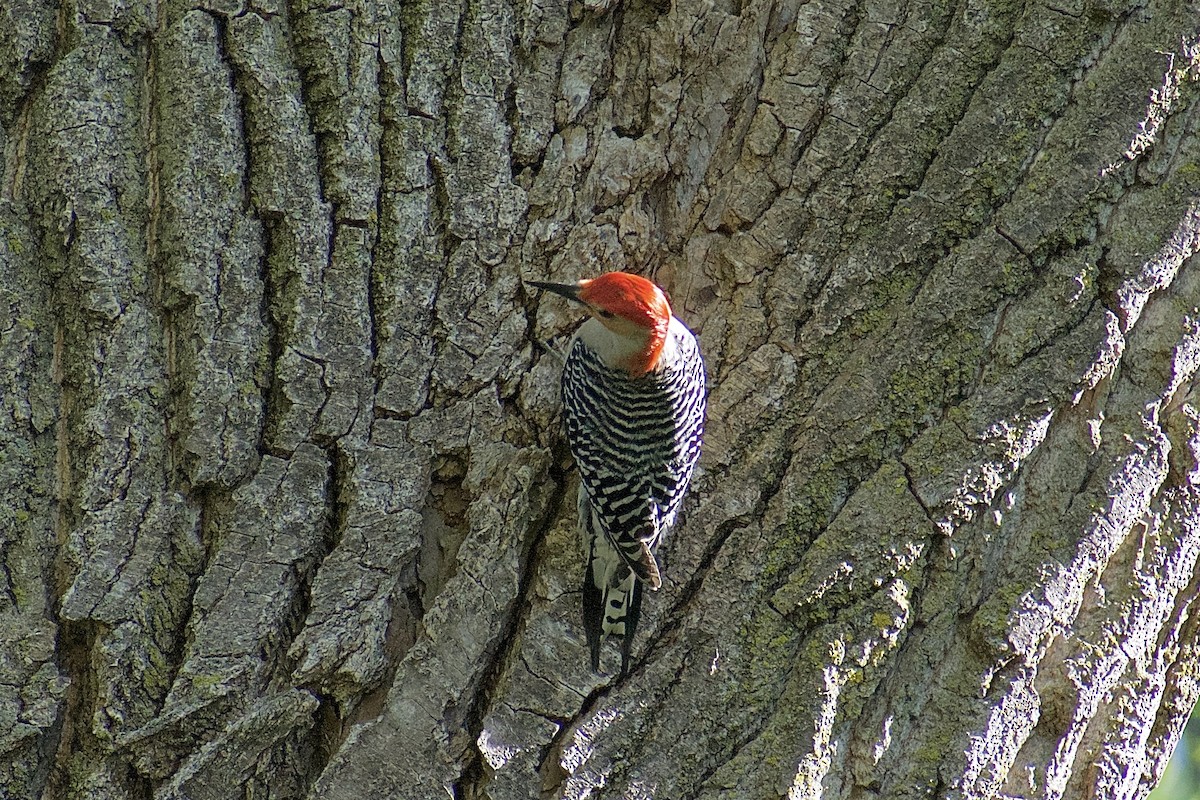 Red-bellied Woodpecker - ML618834663