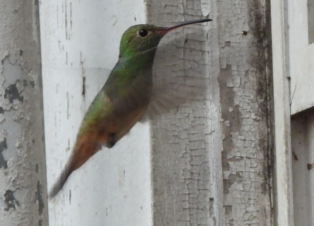 Buff-bellied Hummingbird - ML618834669