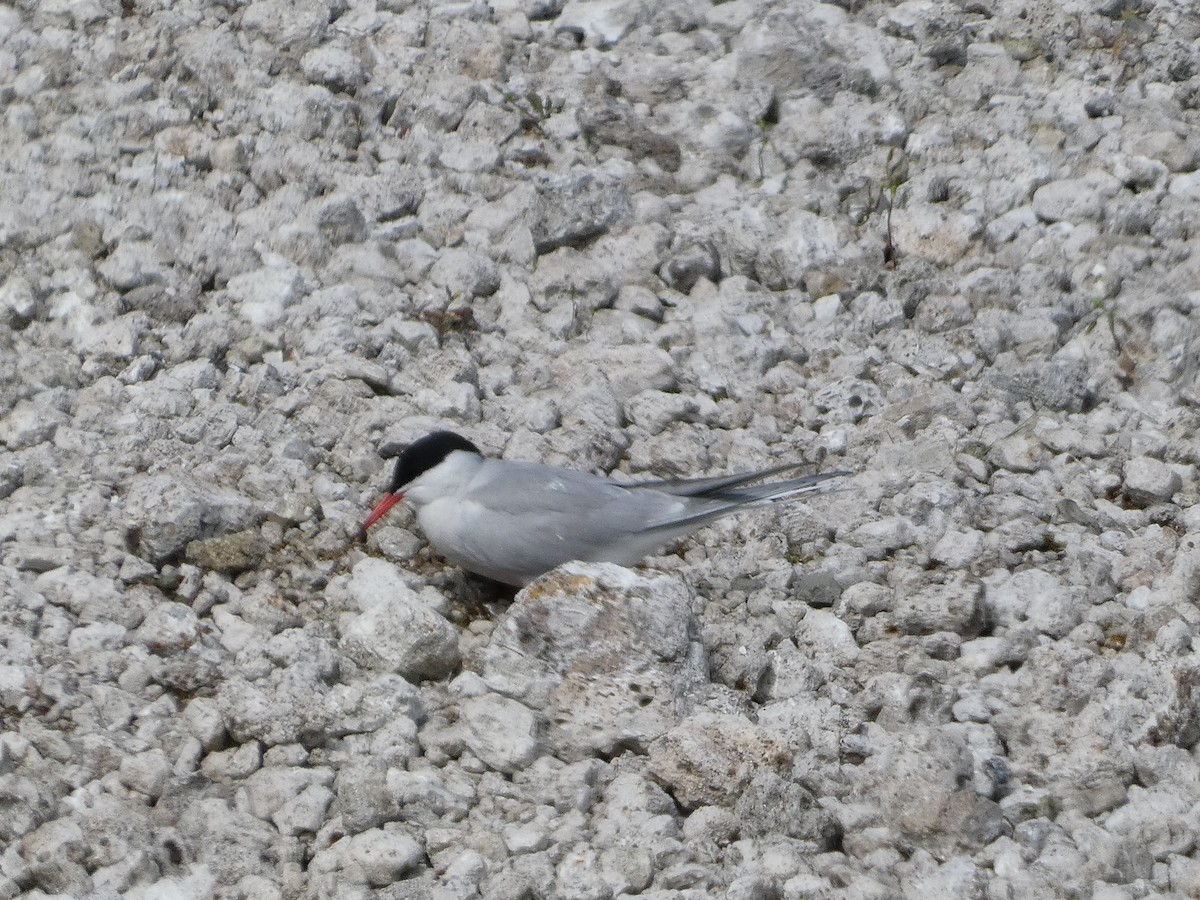 Common Tern - Mike Tuer