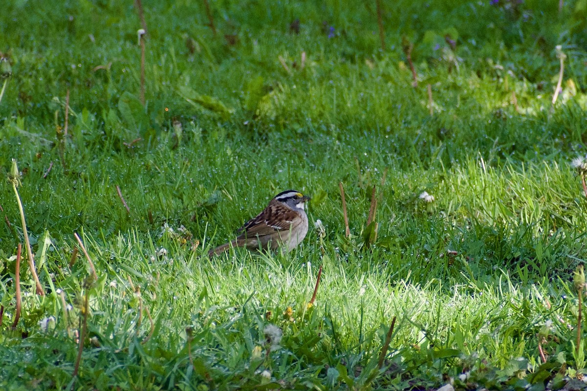 White-throated Sparrow - ML618834771