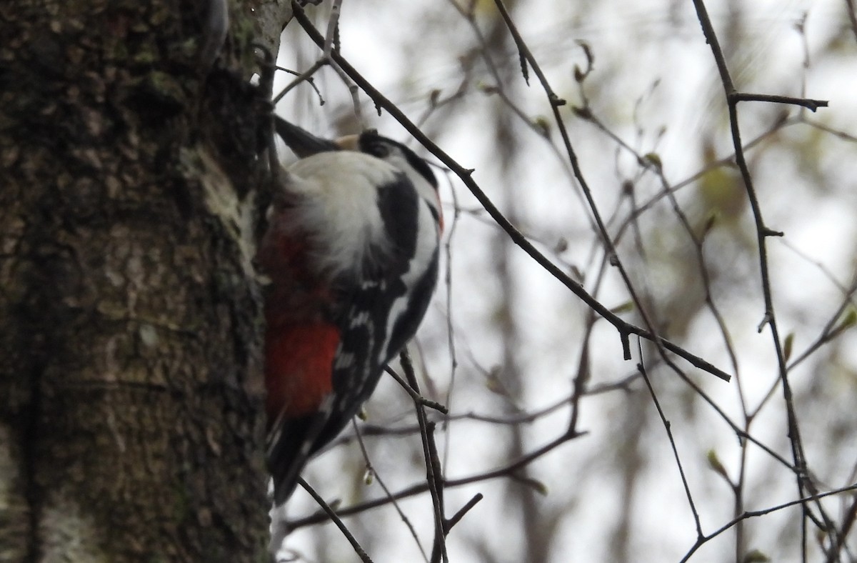 Great Spotted Woodpecker - Erica Kawata