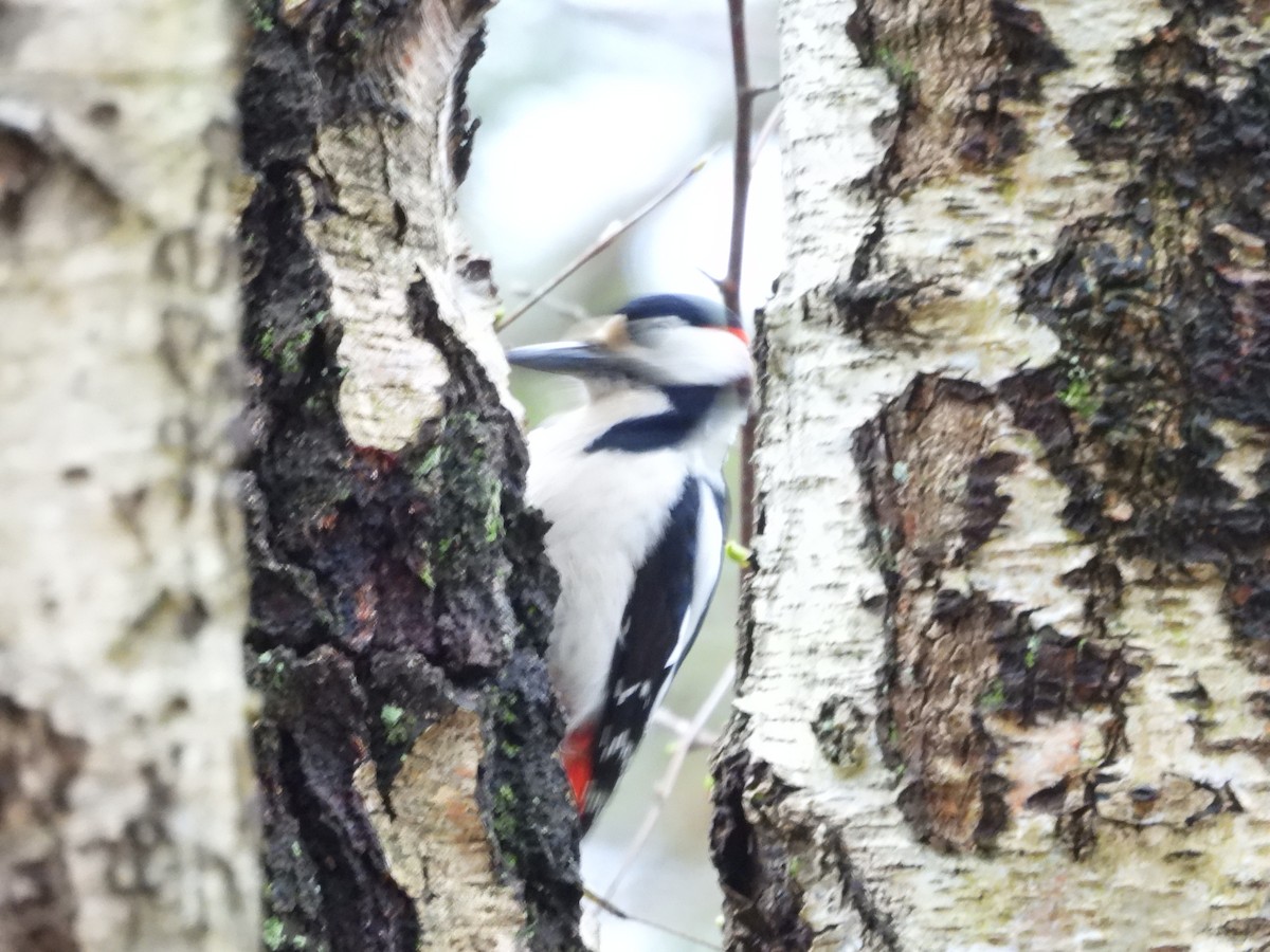 Great Spotted Woodpecker - ML618834783