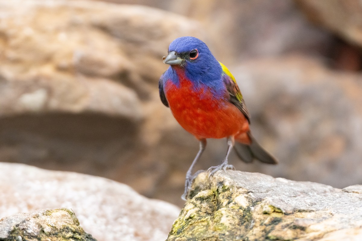 Painted Bunting - ML618834820