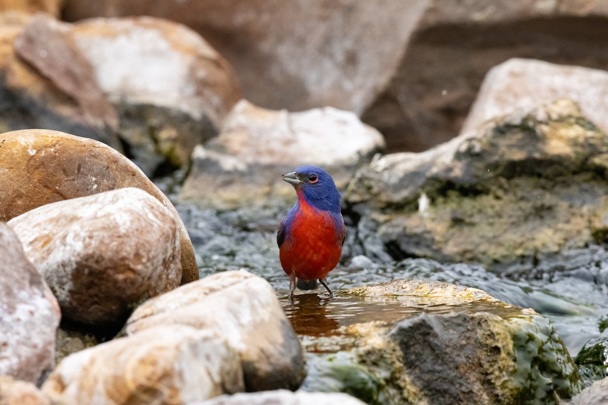 Painted Bunting - ML618834821