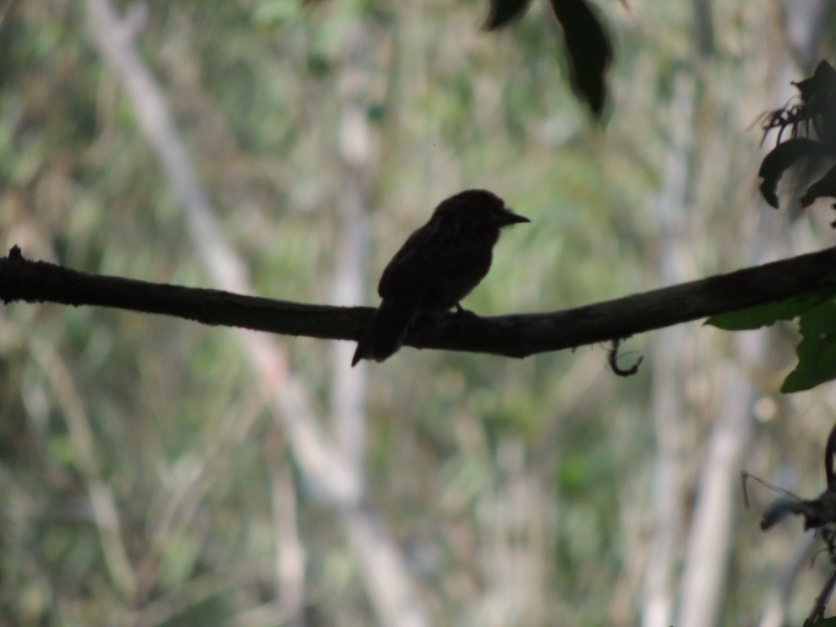 Crescent-chested Puffbird (Greater) - ML618834829
