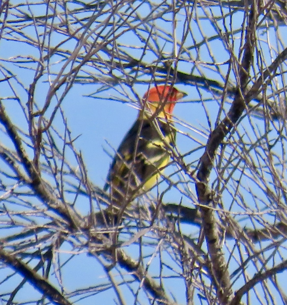 Western Tanager - ML618834841