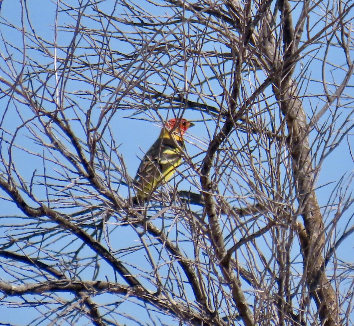 Western Tanager - ML618834842