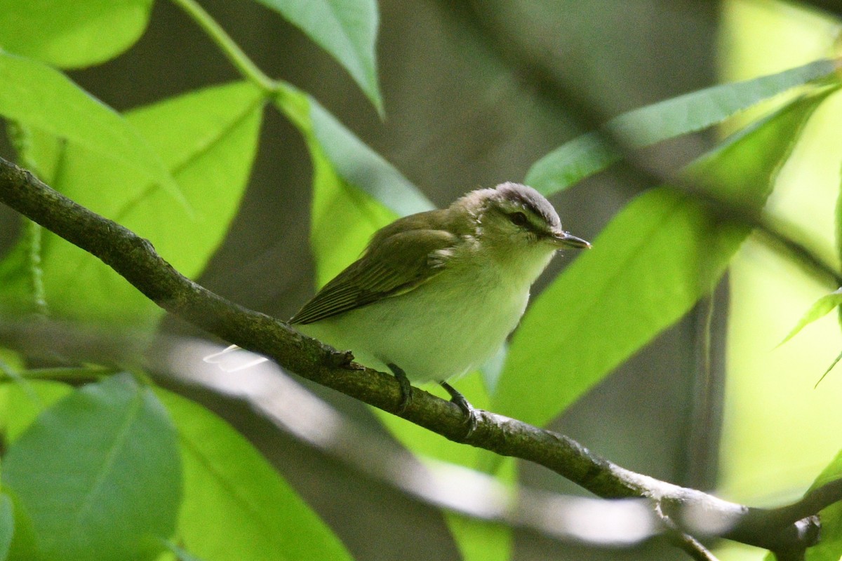 Red-eyed Vireo - Kevin Roback