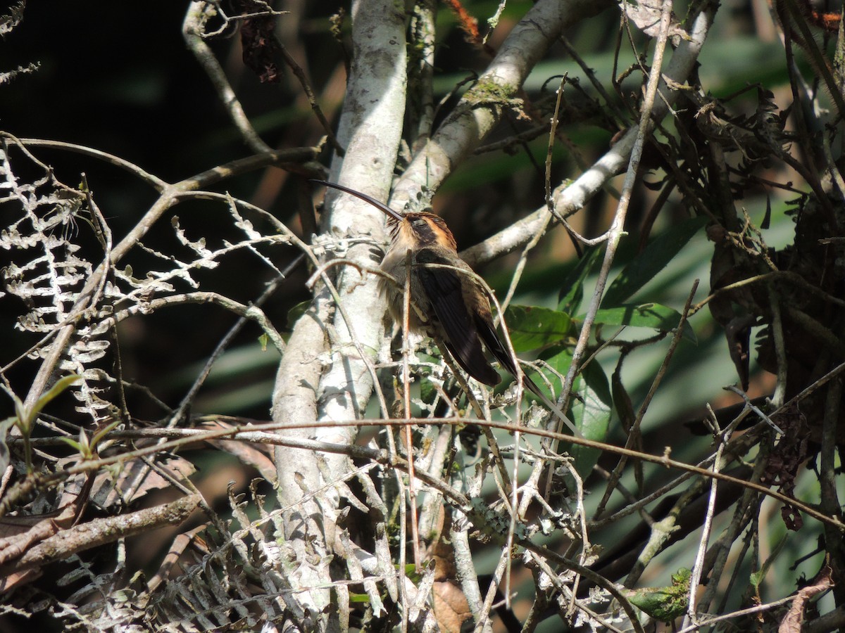 Scale-throated Hermit - ML618834860