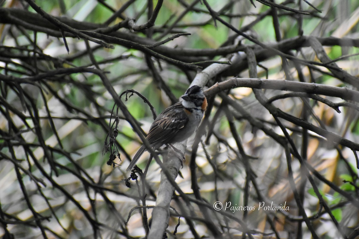 Rufous-collared Sparrow - Melissa Sierra