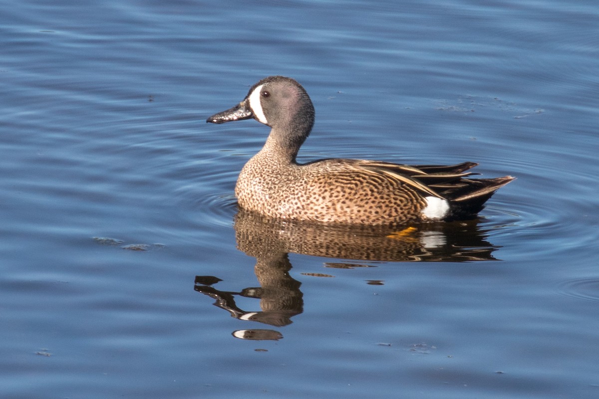 Blue-winged Teal - ML618834899