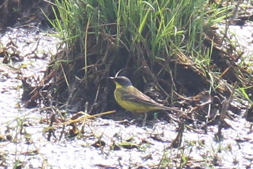 Western Yellow Wagtail (thunbergi) - Ric Else