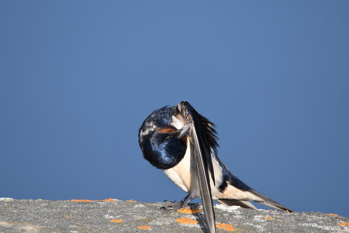 Barn Swallow - ML618834969