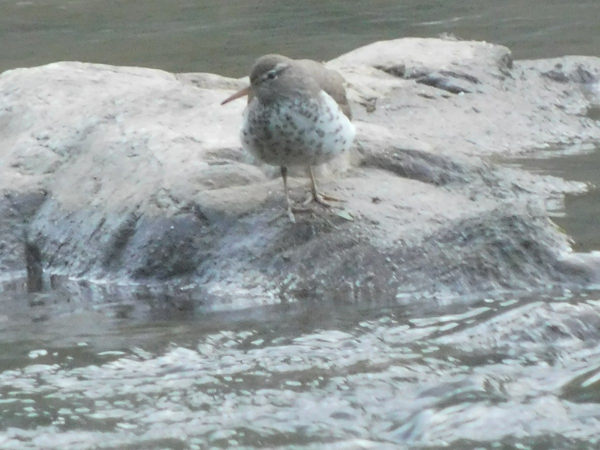 Spotted Sandpiper - Billy Falls