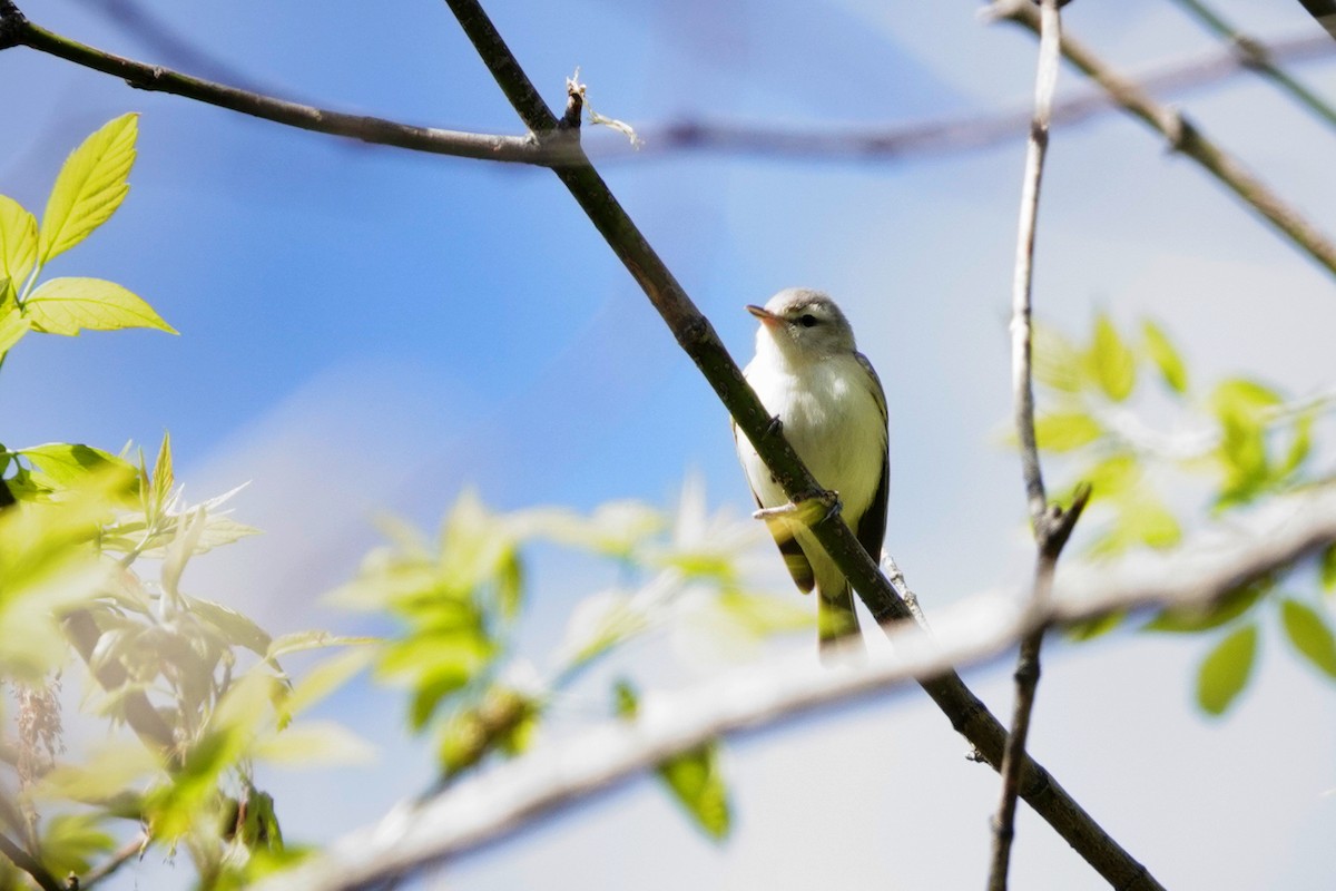 Warbling Vireo - Louise Courtemanche 🦅