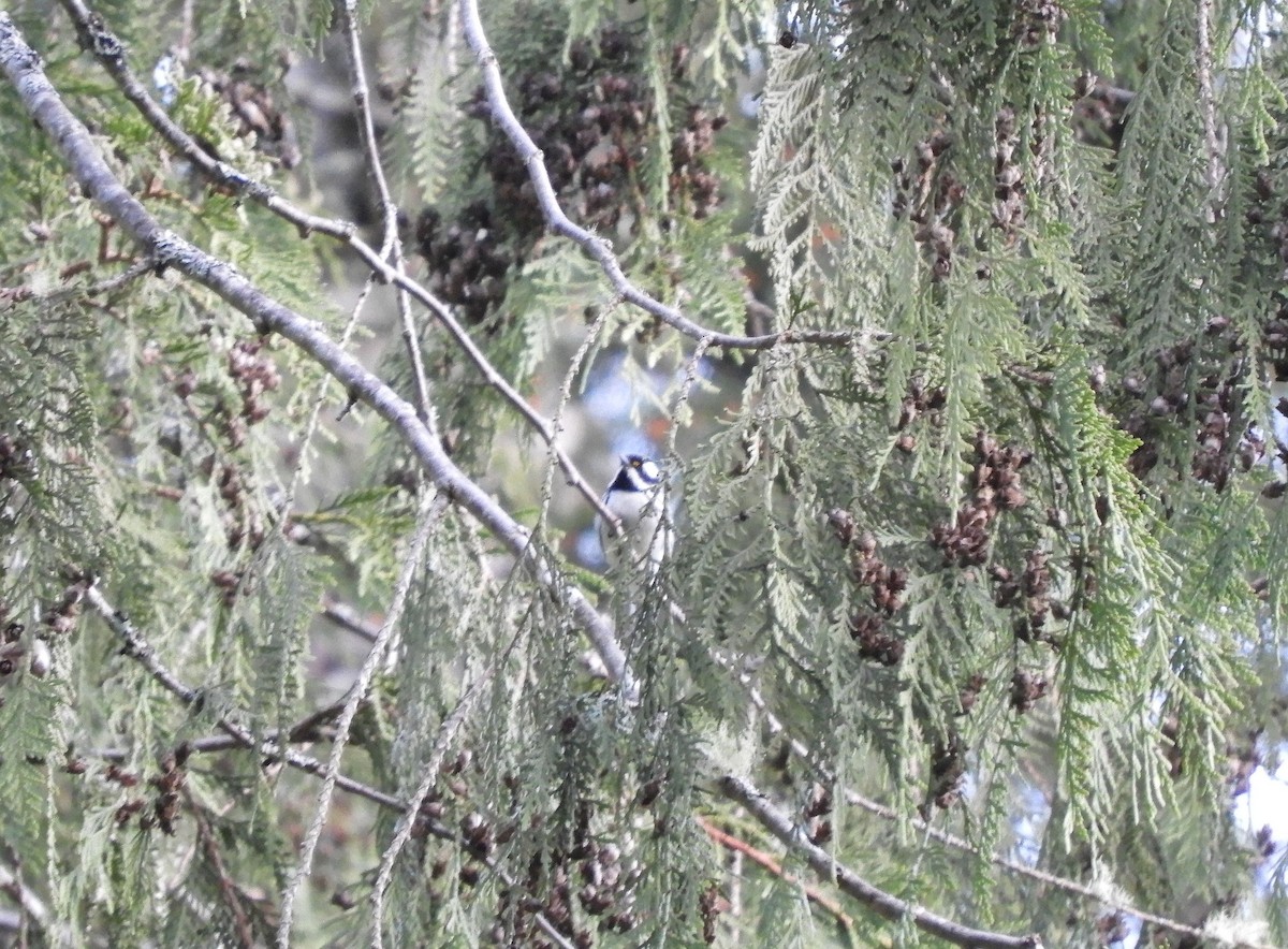 Black-throated Gray Warbler - Christian Rixen