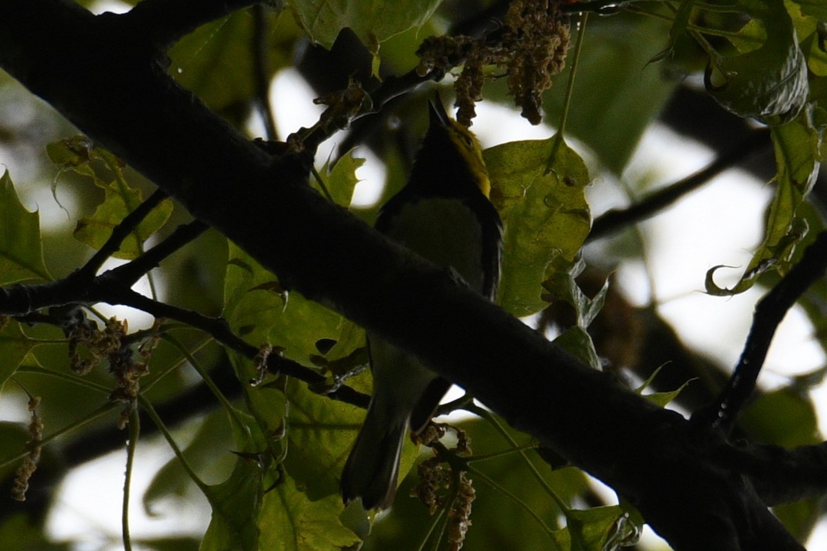 Black-throated Green Warbler - Kevin Roback