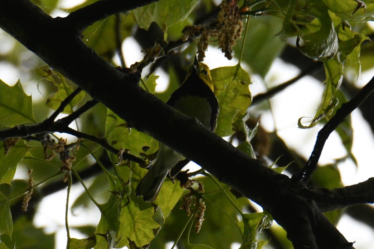 Black-throated Green Warbler - Kevin Roback
