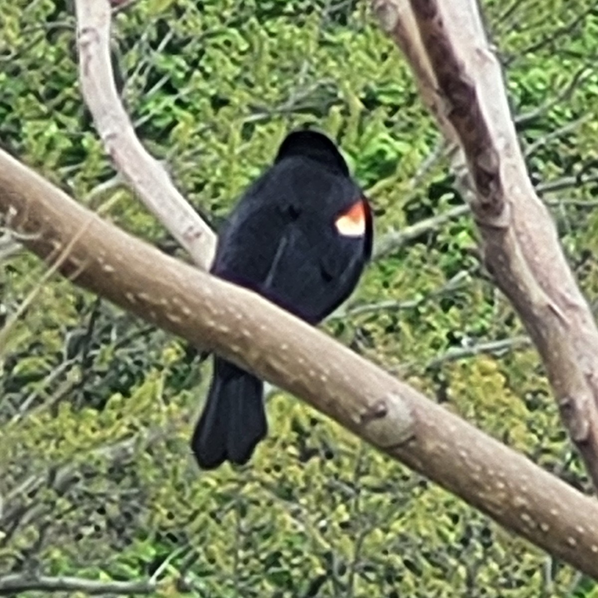 Red-winged Blackbird - ML618835061
