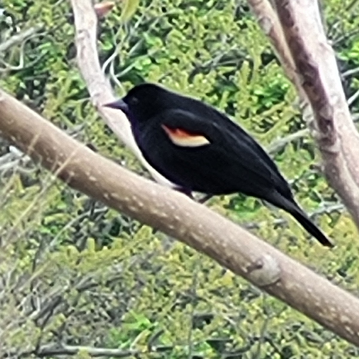 Red-winged Blackbird - ML618835062