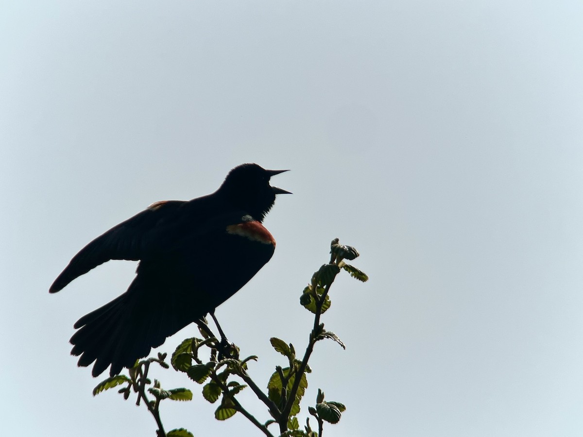 Red-winged Blackbird - Judith Hayden