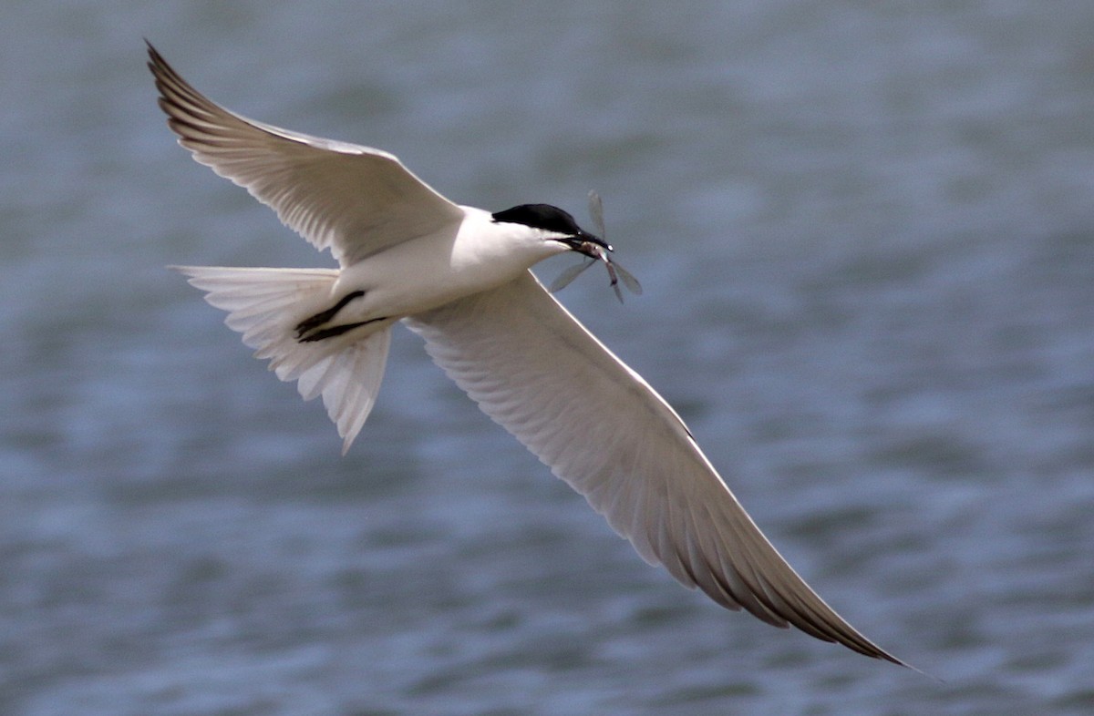 Gull-billed Tern - Miguel García