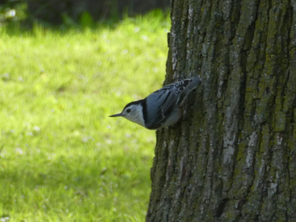 White-breasted Nuthatch - ML618835117