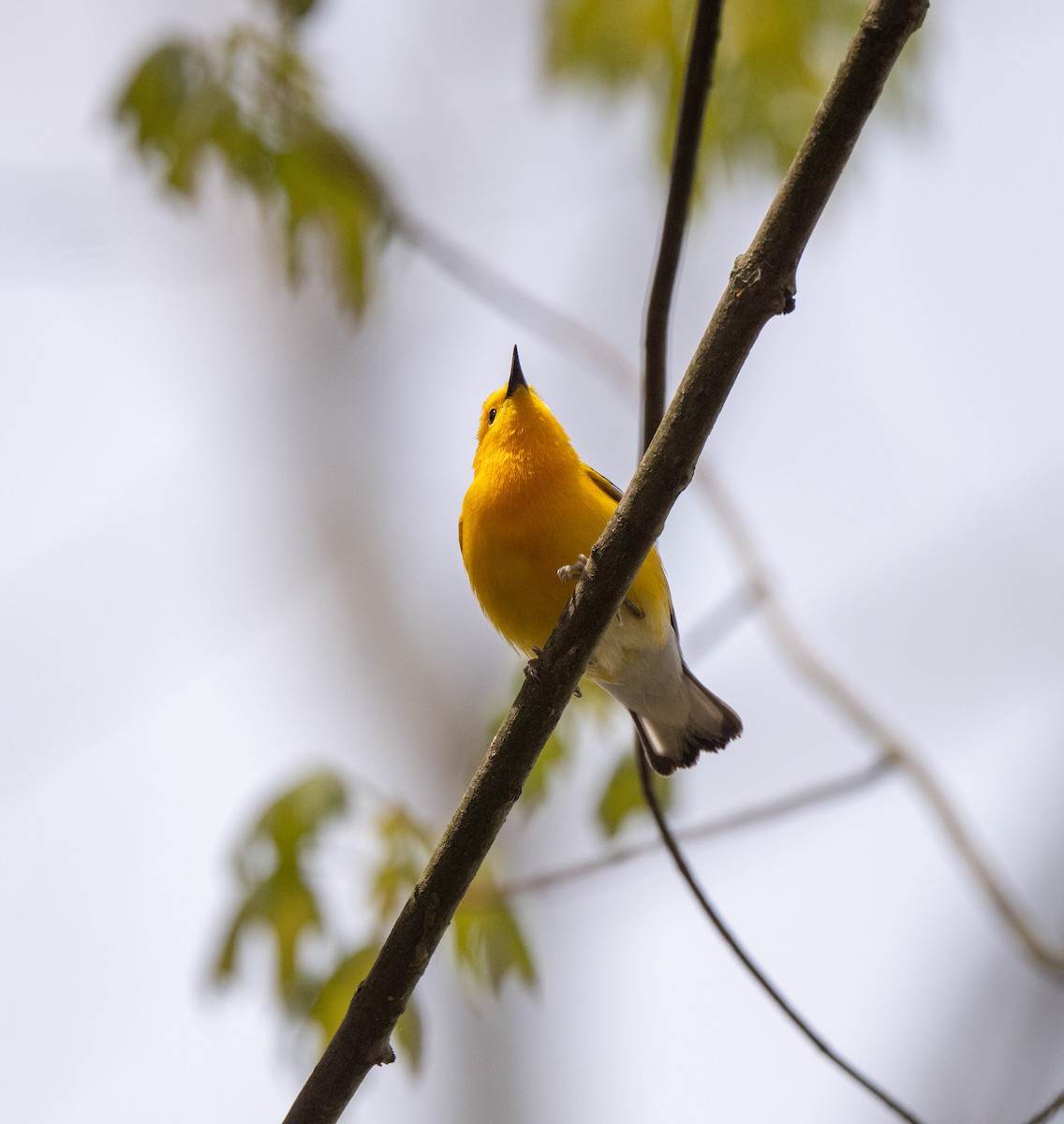Prothonotary Warbler - ML618835125