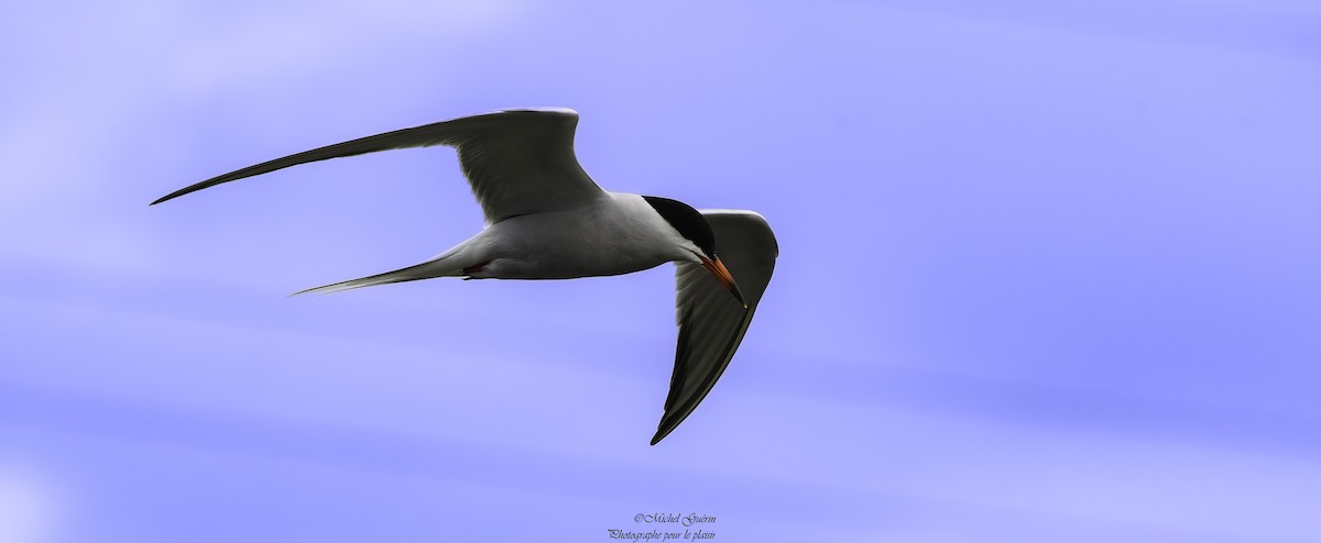 Common Tern - ML618835171