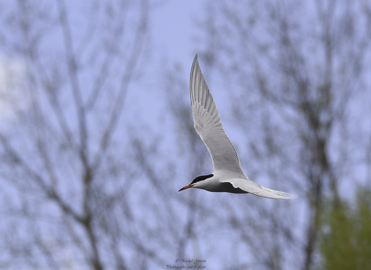Common Tern - Michel Guérin