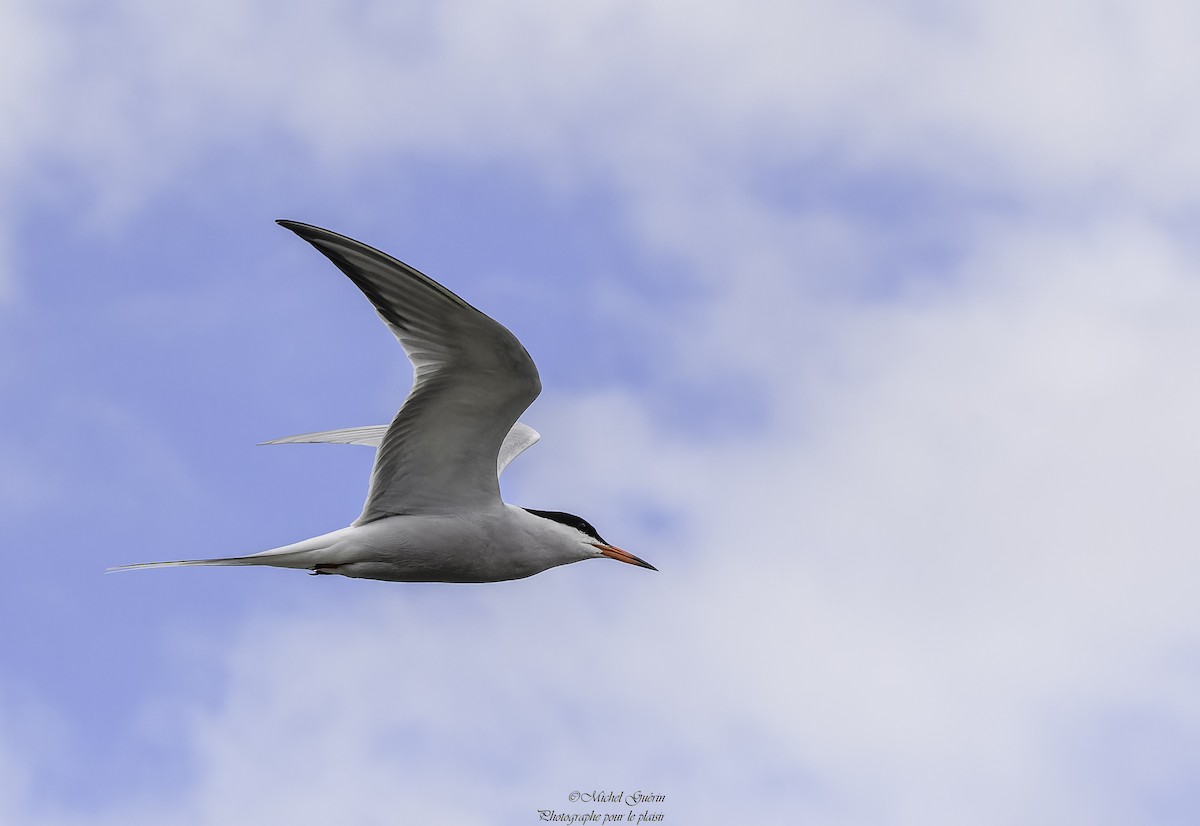Common Tern - Michel Guérin