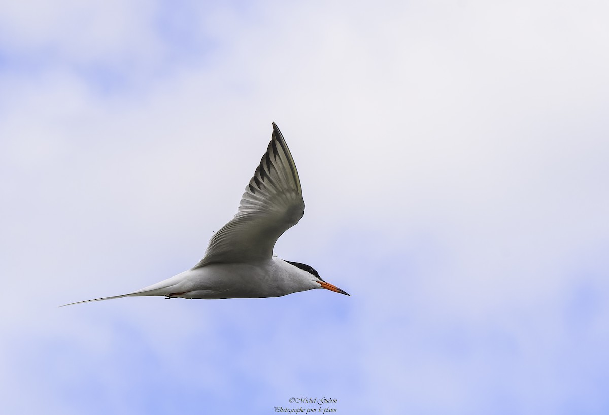 Common Tern - ML618835176